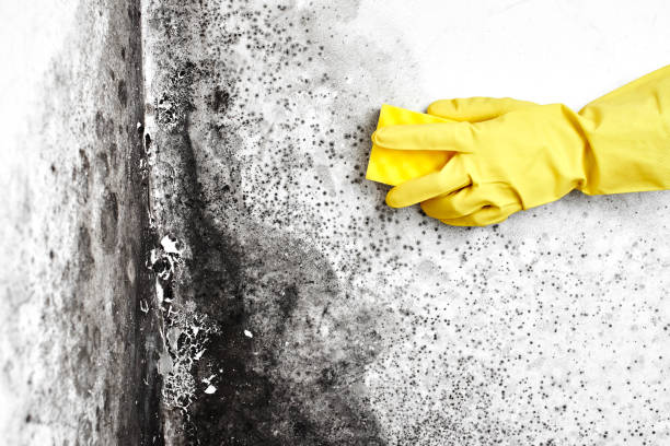 Best Professional Mold Removal  in Hudsonville, MI