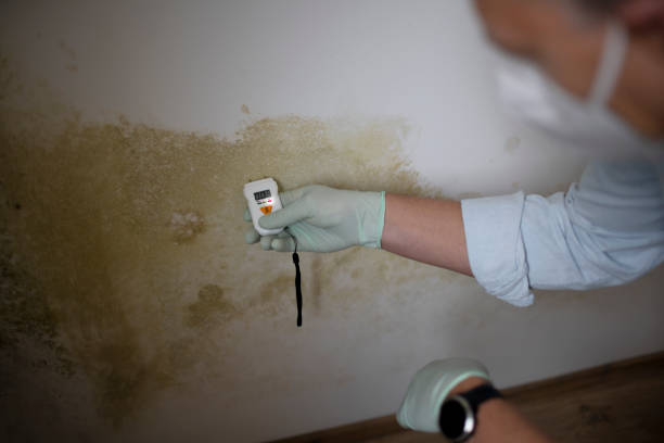 Best Black Mold Removal  in Hudsonville, MI