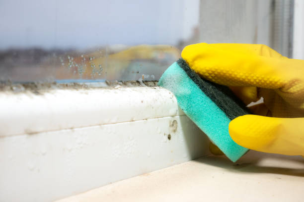 Best Certified Mold Removal  in Hudsonville, MI