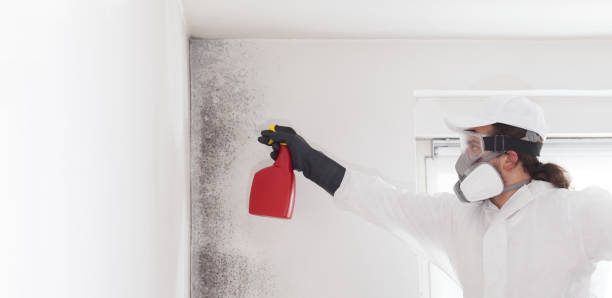 Best Professional Mold Removal  in Hudsonville, MI