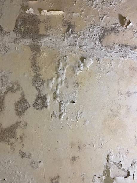 Trusted Hudsonville, MI Mold Removal Experts