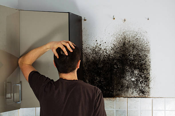 Best Emergency Mold Removal  in Hudsonville, MI