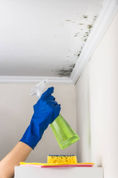 Best Commercial Mold Removal  in Hudsonville, MI